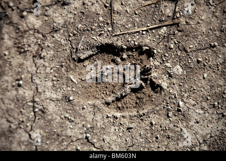 Wildschwein Fußspuren im Schlamm horizontale 106091 Spain10 Stockfoto