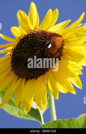 Sonnenblumen und Biene gegen blauen Himmel Stockfoto