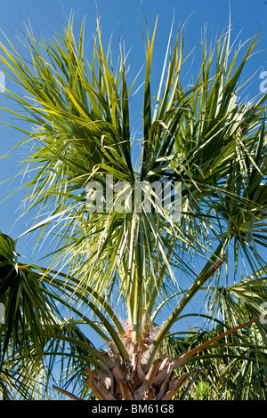 Kohl-Palme auch bekannt als Carolina Palm gegen blauen Himmel. Stockfoto