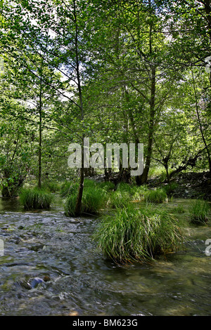 Alameda Creek fließt durch Sunol regionale Wildnis in der Nähe von Sunol, Kalifornien. Stockfoto