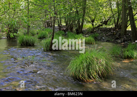 Alameda Creek fließt durch Sunol regionale Wildnis in der Nähe von Sunol, Kalifornien. Stockfoto