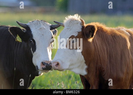 Hausrind, Rasse: Red-Holstein (Bos Primigenius, Bos Taurus), zwei Personen auf einer Weide, Porträt. Stockfoto