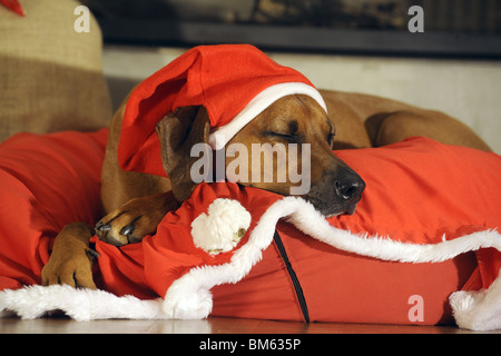 Rhodesian Ridgeback (Canis Lupus Familiaris), verkleidete als Santa Claus. Stockfoto