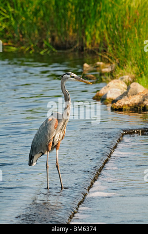 Ein Graureiher stehend im Wasser, auf der Suche nach Fisch an der Golfküste von Alabama. Stockfoto