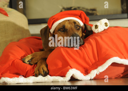 Rhodesian Ridgeback (Canis Lupus Familiaris), verkleidete als Santa Claus. Stockfoto