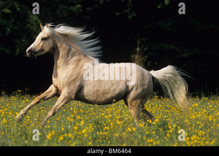 Welsh Mountain Pony, Welsh B (Equus Ferus Caballus). Stute im Galopp über eine blühende Wiese. Stockfoto