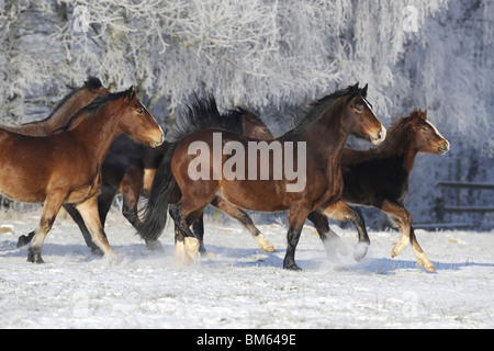 Welsh Cob (Equus Ferus Caballus). Herde von Stuten im Galopp auf einer schneebedeckten Wiese. Stockfoto