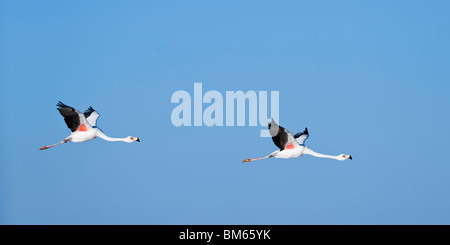 Puna oder Jamess Flamingos (Phoenicoparrus Jamesi), Laguna de Chaxa, Atacamawüste, Chile Stockfoto