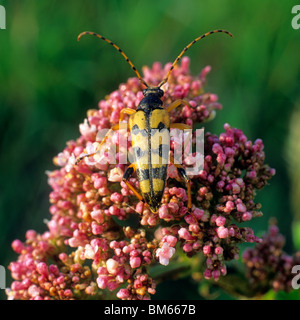 Gelb-schwarz Longhorn Beetle (Rutpela Maculata, Strangalia Maculata), Erwachsene auf roten Blüten. Stockfoto