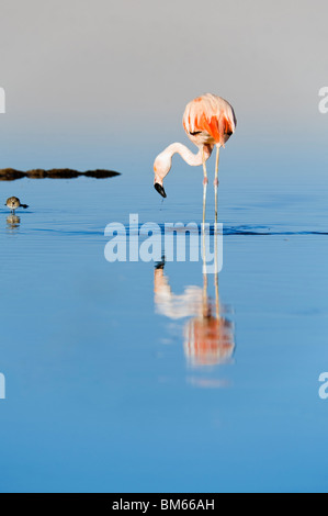 Chilenische Flamingo (Phoenicopterus Chilensis), Laguna de Chaxa, Atacamawüste, Chile Stockfoto