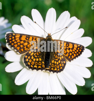 Kleine Perle-umrandeten Fritillary, Silber-umrandeten Fritillary (Boloria Selene, Clossiana Selene). Erwachsenen auf einer Blume. Stockfoto