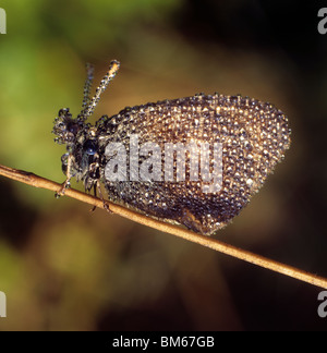 Kastanie Heide (Coenonympha Glycerion), Schmetterling in Tau bedeckt. Stockfoto