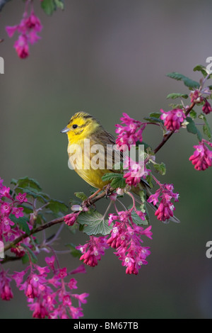 Die Goldammer wären Emberiza Citrinella an blühenden aktuelle Blüte Stockfoto