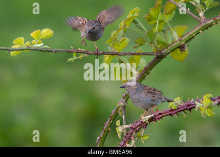 Hedge Spatzen Prunella Modularis Balz Stockfoto