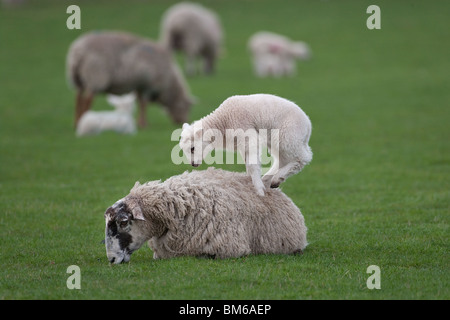 Lämmer, die im Frühjahr auf stillstehenden Schafen springen Stockfoto