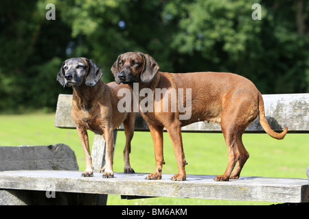 Bayerischen Berg Hounds Stockfoto