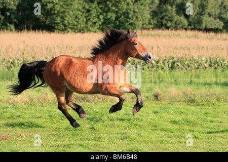 Pferd laufen Stockfoto