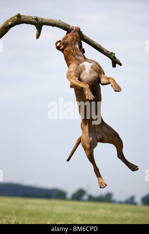 Springender American Pit Bull / springen amerikanische Pitbull Stockfoto