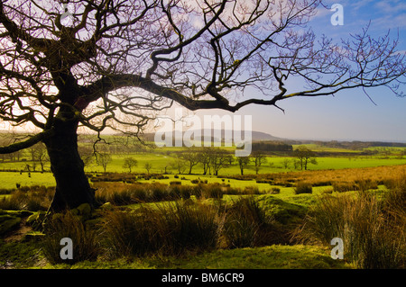 Blick über Bleasdale im Wald von Bowland Lancashire England in Richtung Leuchtturm fiel Stockfoto