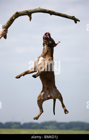 Springender American Pit Bull / springen amerikanische Pitbull Stockfoto