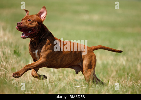 Amerikanischer Pit-Bullterrier Stockfoto