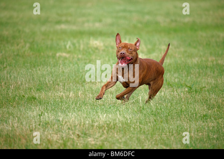 Amerikanischer Pit-Bullterrier Stockfoto