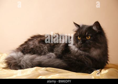 Deutsch Langhaar / deutsche Angora Stockfoto