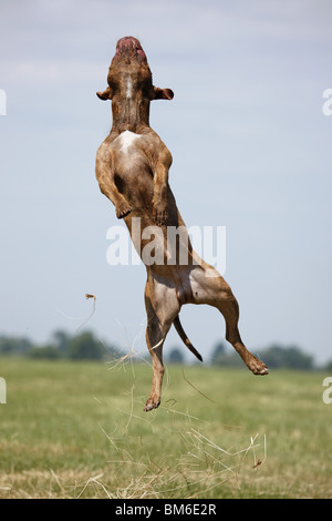 Springender American Pit Bull / springen amerikanische Pitbull Stockfoto