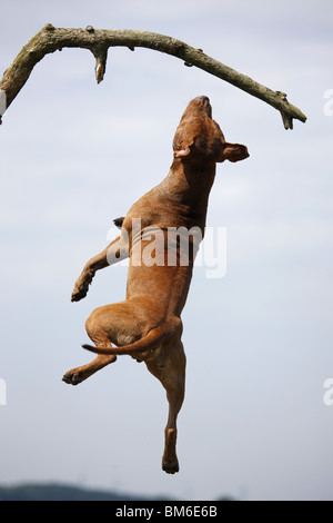 Springender American Pit Bull / springen amerikanische Pitbull Stockfoto