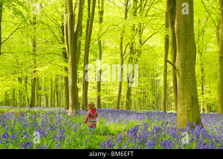 Kleinkind im Bluebell Wald wandern Stockfoto
