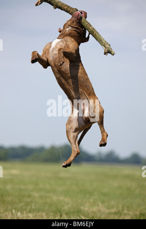 Springender American Pit Bull / springen amerikanische Pitbull Stockfoto