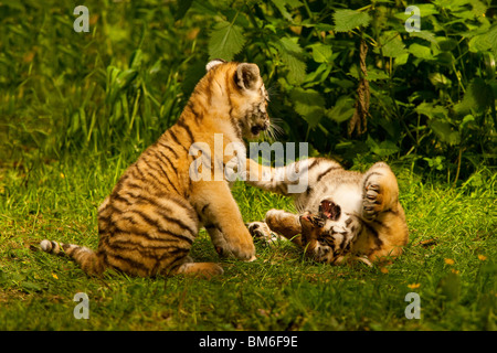 Zwei sibirischen/Amur Tiger Cubs spielen kämpfen gemeinsam Stockfoto