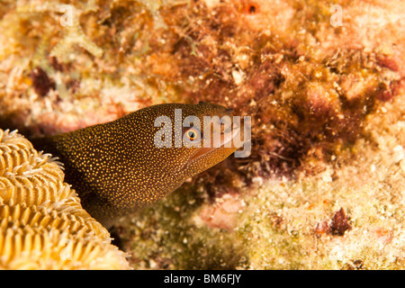 Goldentail Muräne (Gymnothorax Miliaris) an einem tropischen Korallenriff in Bonaire, Niederländische Antillen. Stockfoto