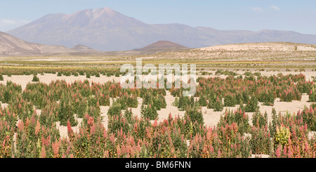 Bereich der Quinoa (Chenopodium Quinoa), Potosi, Bolivien Stockfoto