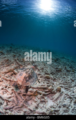 Atlantische Karettschildkröte (Eretmochelys Imbricata Imbricata) über ein tropisches Korallenriff schwimmen Stockfoto