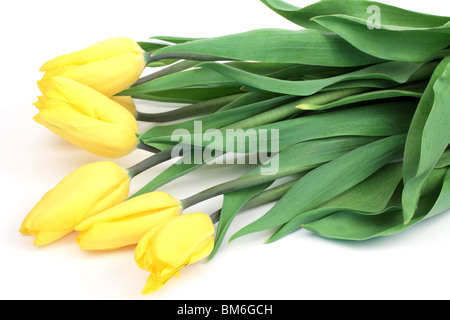 Gelbe Tulpen, liegend auf einem weißen Hintergrund Stockfoto