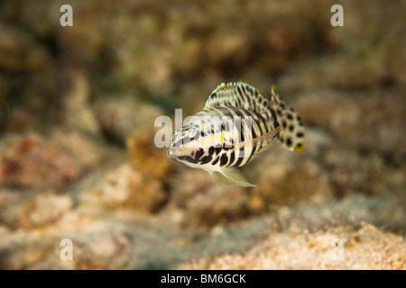 Harlekin Bass (Serranus Tigrinus) an einem tropischen Korallenriff in Bonaire, Niederländische Antillen. Stockfoto