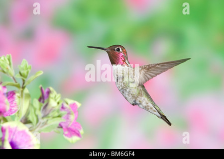 Annas Kolibri in Petunia X hybrida 'Pretty Much Picasso' Stockfoto