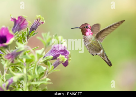 Annas Kolibri in Petunia X hybrida 'Pretty Much Picasso' Stockfoto