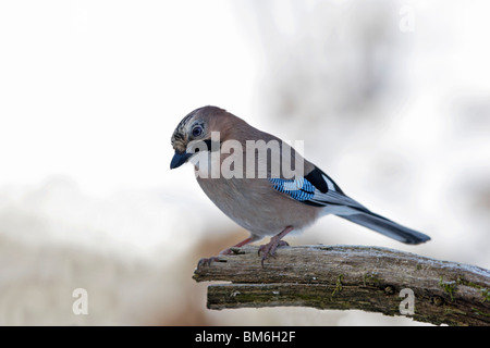 Eichelhäher Garrulus, Glandarius, Eurasien, Jay, Häher, Stockfoto