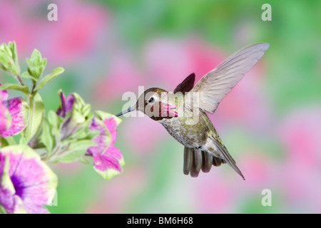 Annas Kolibri in Petunia X hybrida 'Pretty Much Picasso' Stockfoto