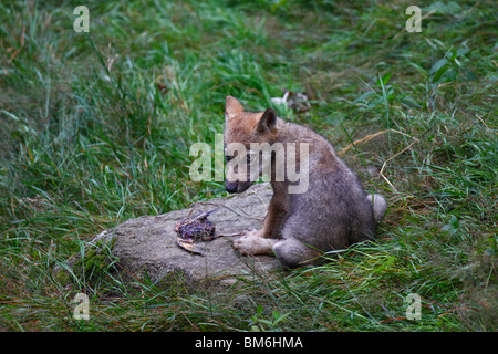 Wolf, Canis, Lupus, Jung, Welpe, jungtier Stockfoto