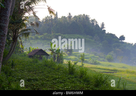 Reisfeld am Tirta Gangga, Bali Indonesien Stockfoto