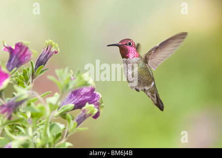 Annas Kolibri in Petunia X hybrida 'Pretty Much Picasso' Stockfoto