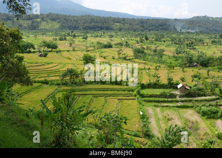 Reisfeld am Tirta Gangga Bali Indonesien Stockfoto