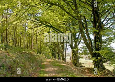 Buche Baumreihe entlang einer alten Devon Bank auf East Hill in der Nähe schon St Mary Stockfoto