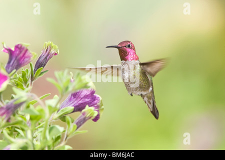 Annas Kolibri in Petunia X hybrida 'Pretty Much Picasso' Stockfoto