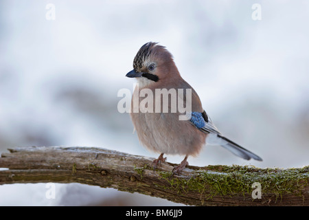 Eichelhäher Garrulus, Glandarius, Eurasien, Jay, Häher, Stockfoto