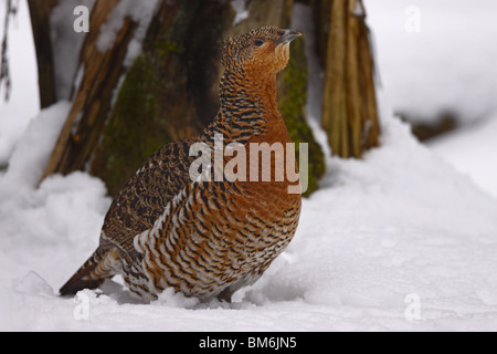 Holz, Grouse, at, urogallus Stockfoto