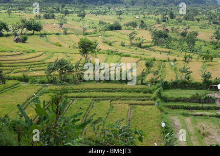 Reisfeld am Tirta Gangga Bali Indonesien Stockfoto